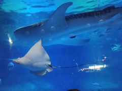 -烟台海昌鲸鲨海洋公园