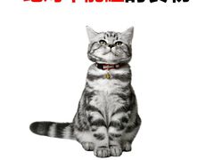 -爱洗澡的猫(天河路店)