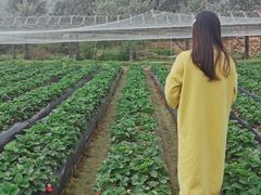 -丹樱生态园