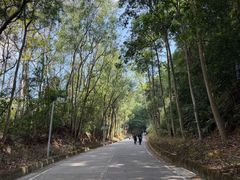 -东莞市大岭山森林公园