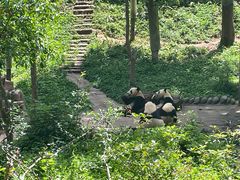 -中国大熊猫保护研究中心雅安碧峰峡基地