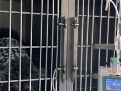 -爱牧宠物医院·猫专科·骨科·内窥镜(甪直店)