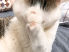 -袖虎·猫馆(体育西路店)