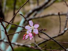 -中国科学院华南植物园