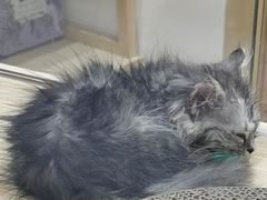 -屋虎猫馆(宝安大仟里店)