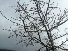 -攀枝花公园
