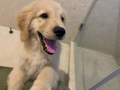 -翊宠yipet猫狗购宠庄园犬舍•猫舍