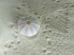 -青岛贝壳博物馆