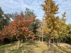 -阳台山自然风景区