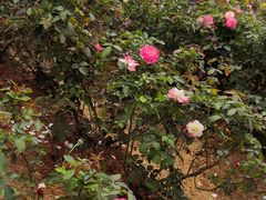 -松山湖梦幻百花洲