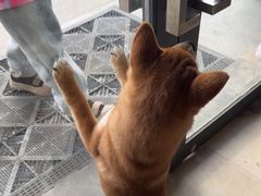 -艾贝尔宠物医院·狂犬免疫点(江山金象城店)