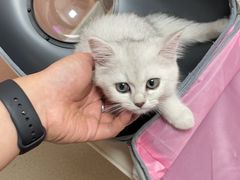 -乖乖宠物医院·猫科·骨科·24小时(云岗分院)