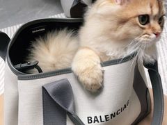 -babydoll猫舍·米努特·德文·缅因(久光中心店)