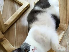 -李小姐の猫咖啡馆(五角场店)