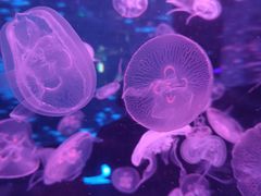 -海合安成都极地海洋公园