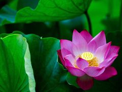 -四川大学(华西校区)