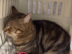 -爱妮康宠物医院·干细胞免疫细胞·肿瘤·心脏(张江店)