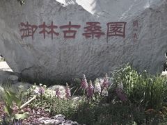 -御林古桑园
