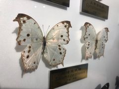 -上海昆虫博物馆