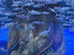 -哈尔滨波塞冬海底世界