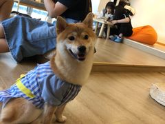 -南京Hallo宠物乐园·哈罗犬舍·柴犬繁育基地