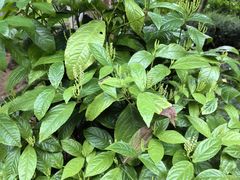 -广州神农草堂中医药博物馆