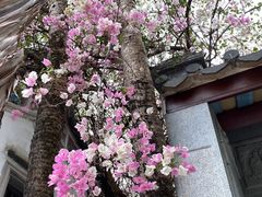 -深圳国际园林花卉博览园