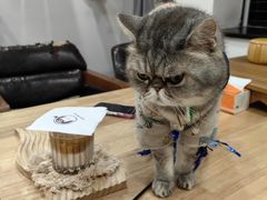 -楼上猫咖(罗湖店)