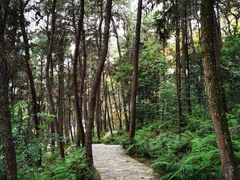 -铁山坪森林公园