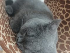 -喵园·猫主题咖啡厅·撸猫·猫咖(国贸店)