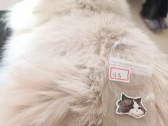 -平行世界·猫咖(首经贸店)