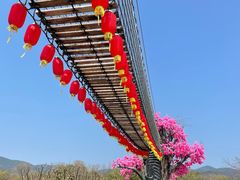 -天适樱花悠乐园