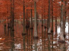 -白鹭湾湿地公园