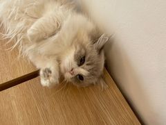 -有喵·猫咖·狗咖·30几只猫10只小狗(岗厦店)