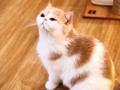 -滚猫咖啡·猫咖·猫友好撸猫(未来城店)