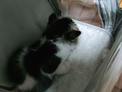 -千城康桥宠物医院·猫科·骨科·心脏