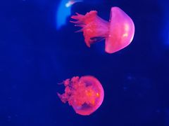 -太平洋海底世界