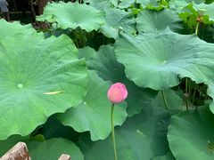 -陈家山荷花公园