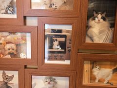 -猫十亿·布偶金渐层·曼基康矮脚猫舍(青年路店)