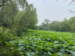 -溱湖国家湿地公园