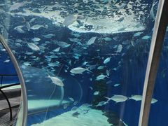 -上海海洋水族馆