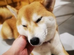 -柴务处·柴犬主题狗咖