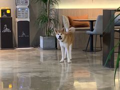 -野鸽子咖啡(中航店)
