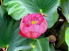 -池杉湖湿地公园