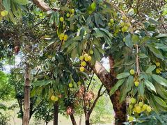-松山湖梦幻百花洲
