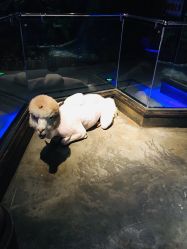 -未来动物城动物主题公园(大悦城店)