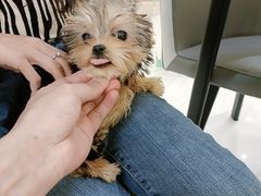 -宠爱多约克夏马尔济斯泰迪小型犬专卖