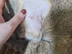 -乐琪宠物医院·犬猫专科·骨外科·急重症