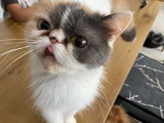 -平行世界·猫咖(首经贸店)