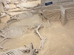 -洛阳周王城天子驾六博物馆